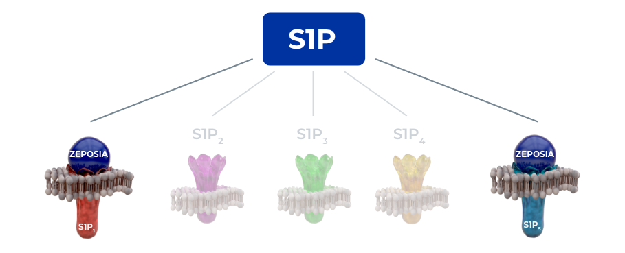 Graphic depicting the S1P receptor