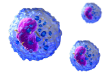 Graphic depicting that ZEPOSIA® blocks the capacity of lymphocytes to egress from lymph nodes, reducing the number of lymphocytes in peripheral blood