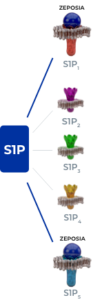 Graphic depicting the S1P receptor