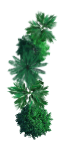 Green Bush Image