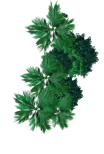Green Bush Image