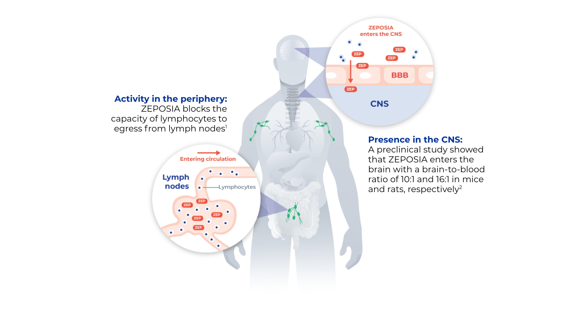 Graphic depicting ZEPOSA's activity in the periphery and presence in the CNS