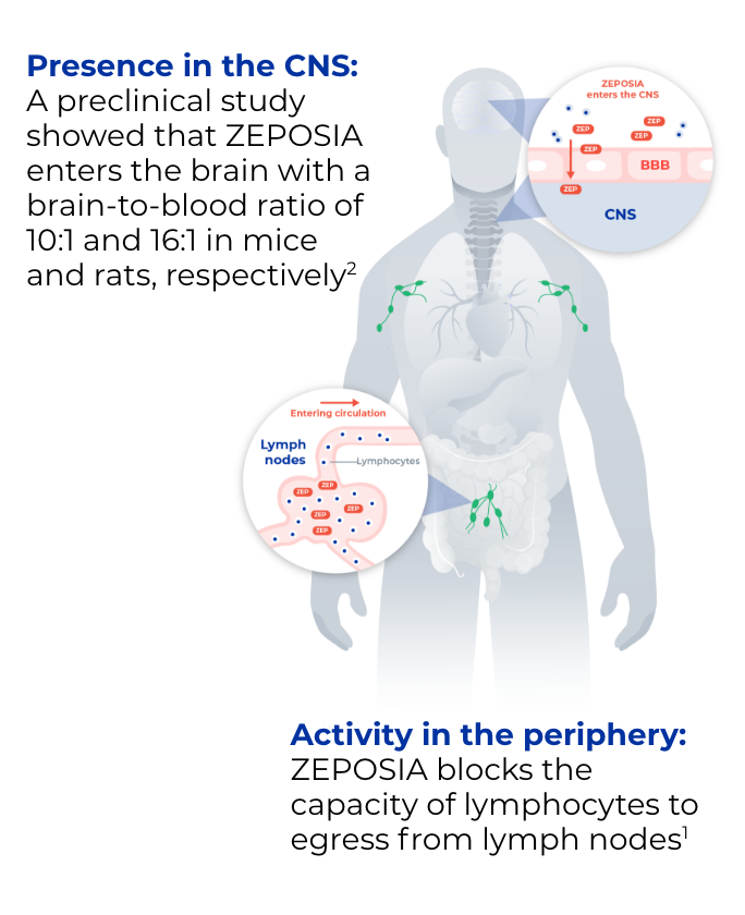 Graphic depicting ZEPOSA's activity in the periphery and presence in the CNS