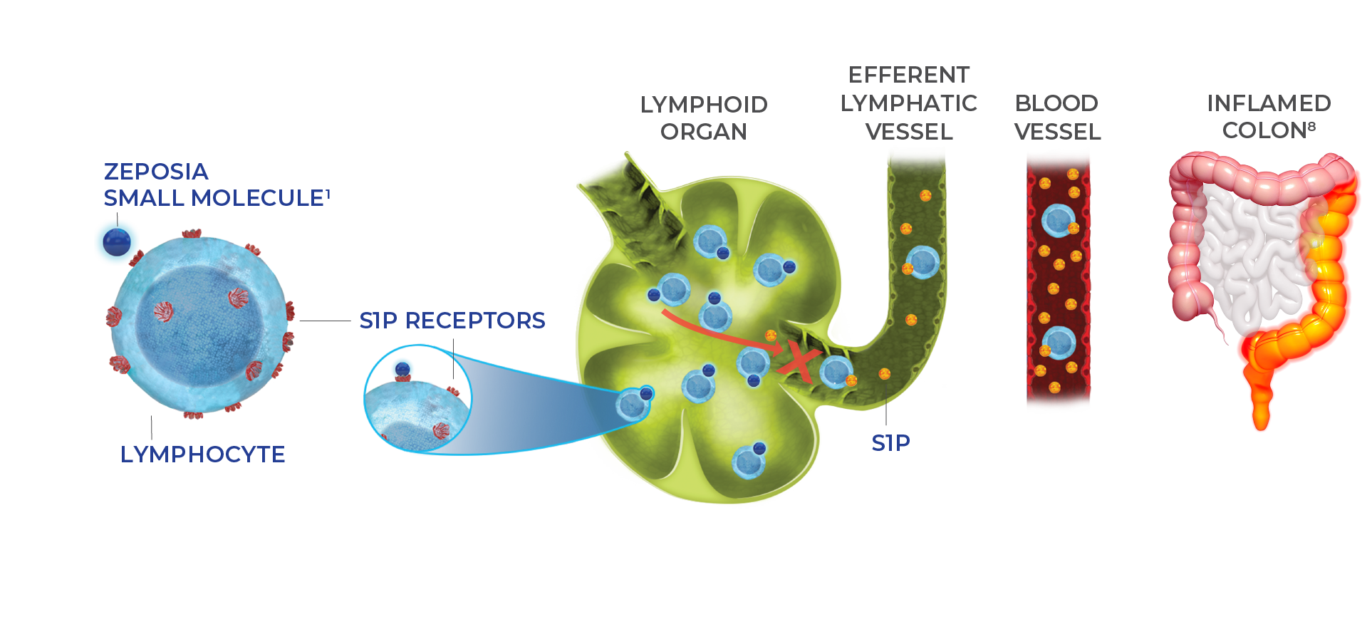 ZEPOSIA UC Mechanism of Action
