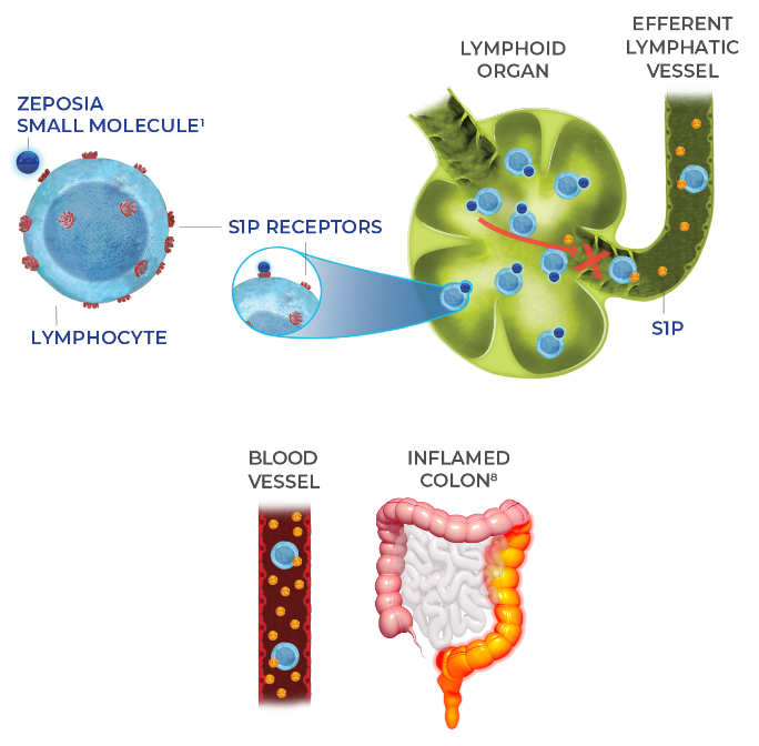 ZEPOSIA UC Mechanism of Action