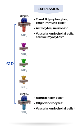 ZHow Zeposia Selectively Binds S1P Receptors