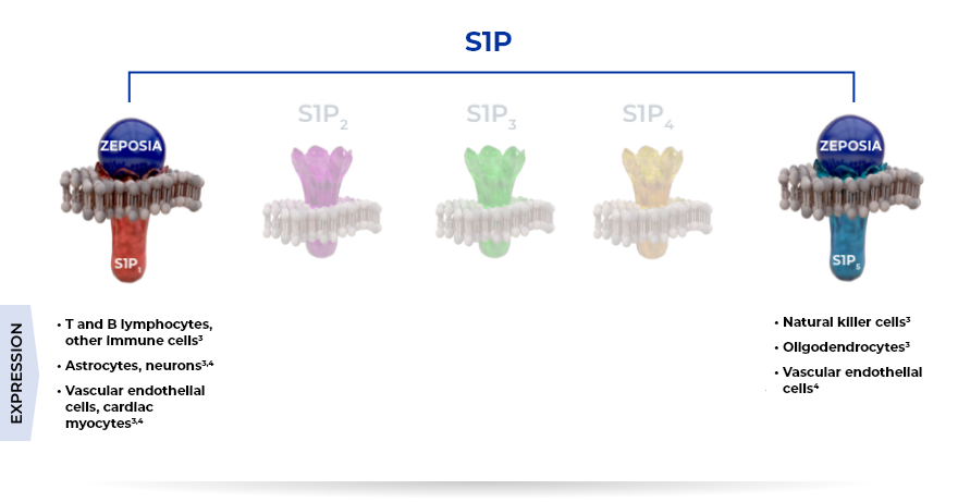 How Zeposia Selectively Binds S1P Receptors
