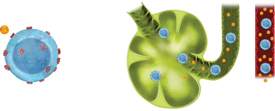 ZEPOSIA UC Mechanism of Action