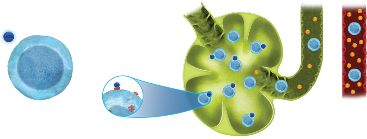 MOA of ZEPOSIA UC