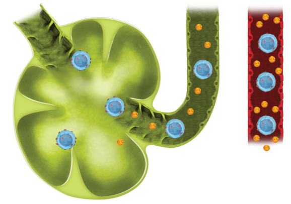 ZEPOSIA UC Mechanism of Action