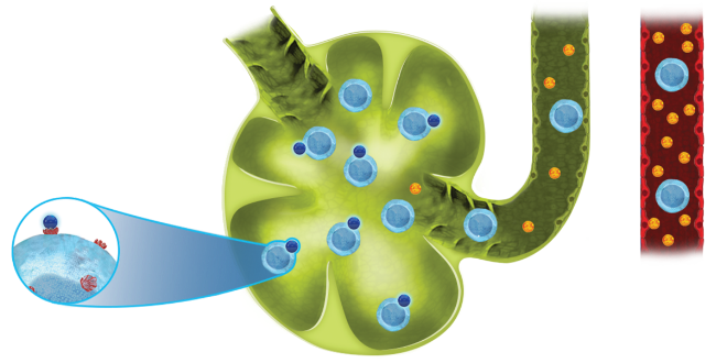 MOA of ZEPOSIA UC